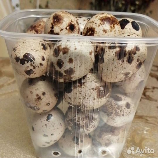 Яйца перепелиные