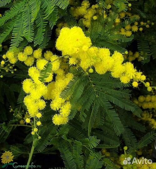 Мимоза Акация серебристая семена свежий сбор 2023г