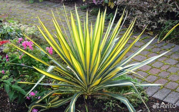 Юкка нитчатая Color Guard