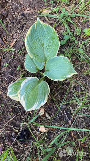 Неприхотливые растения для сада