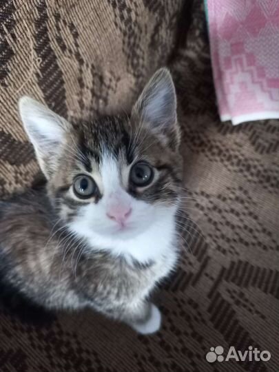 Котик мальчик 1,5 месяца