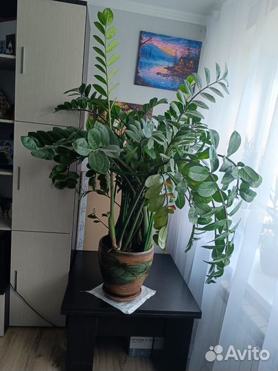 Замиокулькас