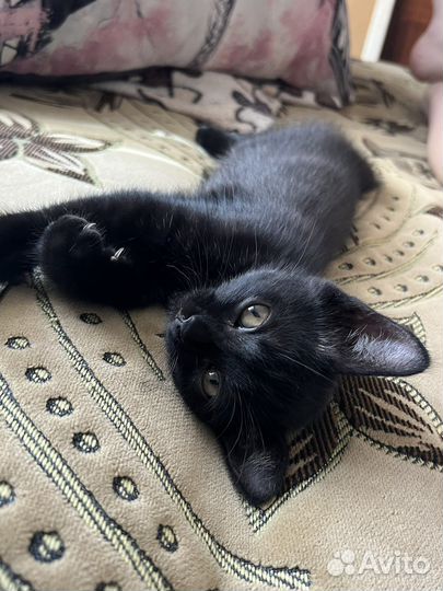 Котенок девочка в добрые руки