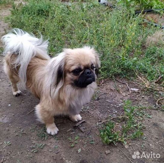 Вязка пекинес