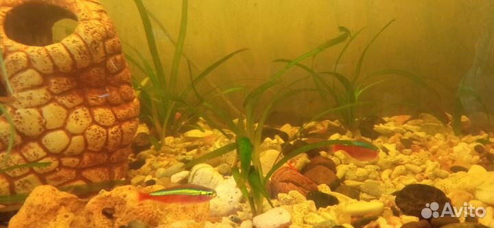 Аквариум75литров+рыбки