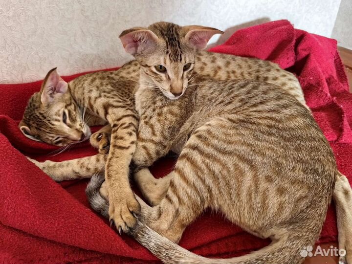 Ориентальные котята