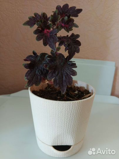 Кодиус сортовой