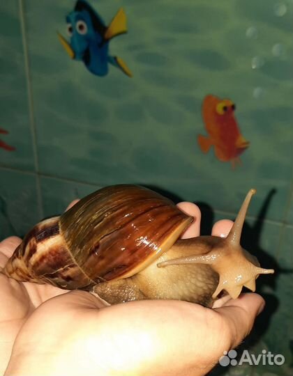 Улитки ахатины