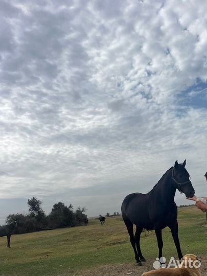 Лошадь жеребец