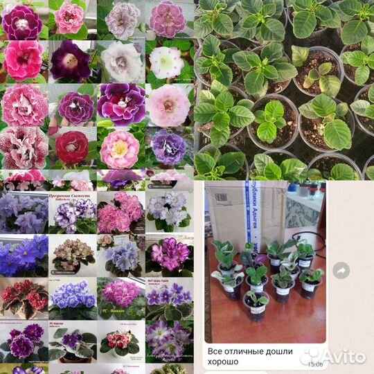 Фиалки и глоксинии