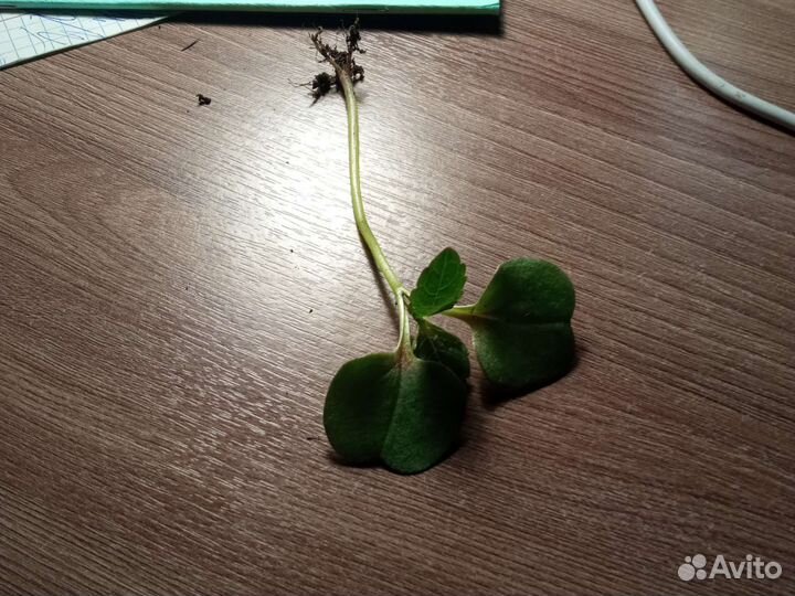 Четырех листный клевер