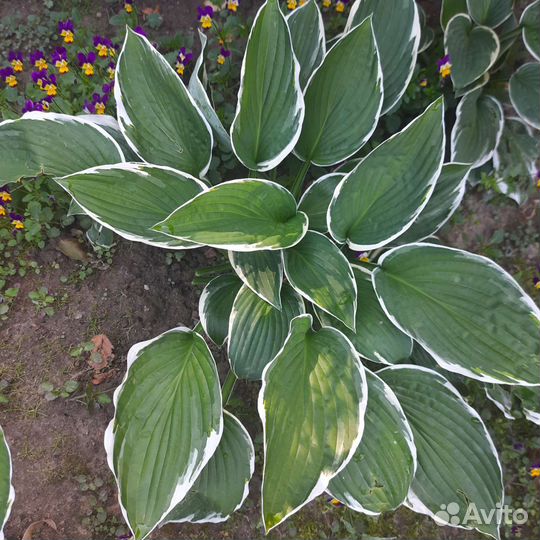 Хоста растение