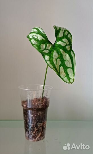 Ректофиллум