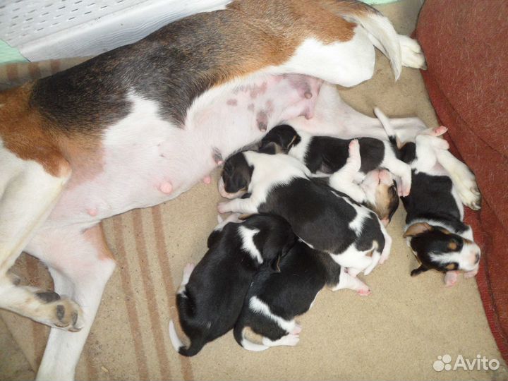 Эстонская гончая кобель