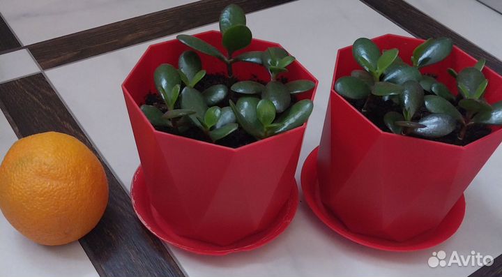 Денежное дерево, ростки толстянки