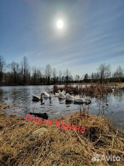 Гуси, гусята