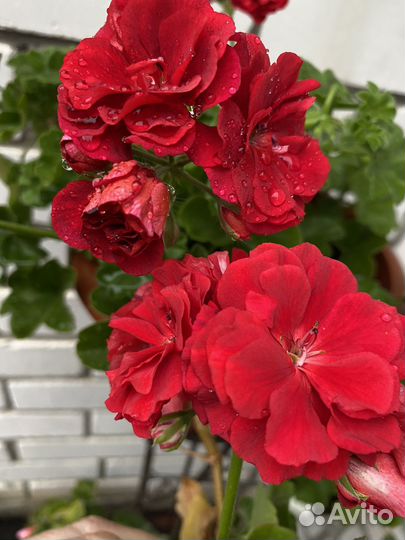 Сортовые пеларгонии, укорененные черенки