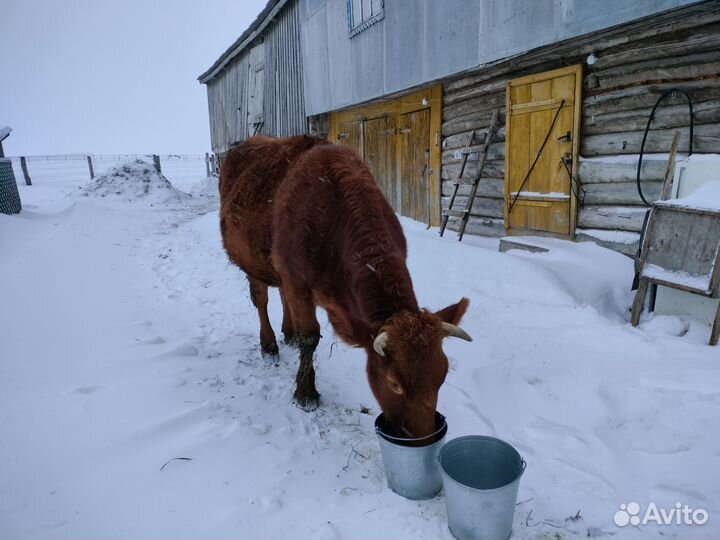 Нетели стельная дойная