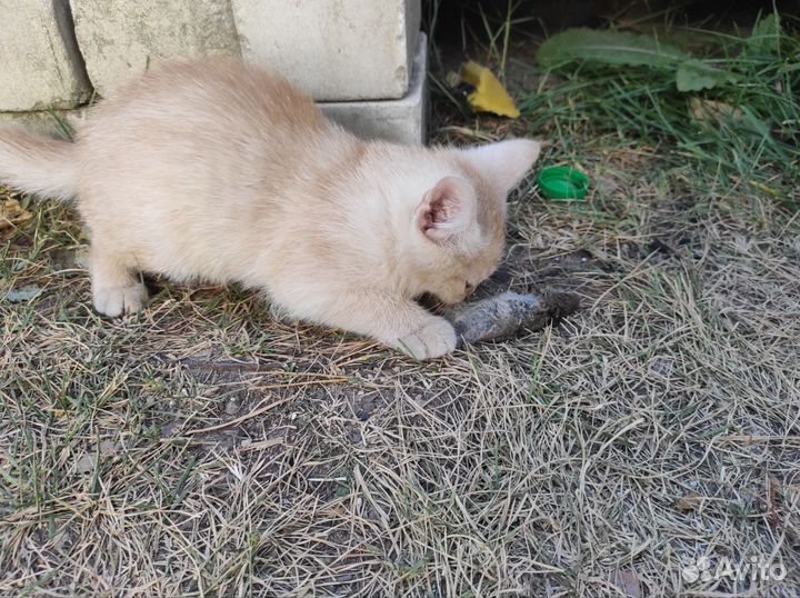 Котик мышелов 2 мес