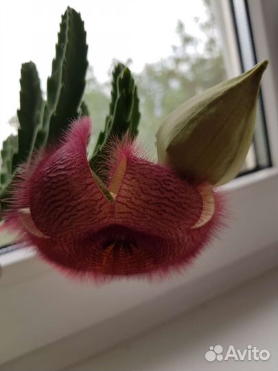 Стапелия суккулент