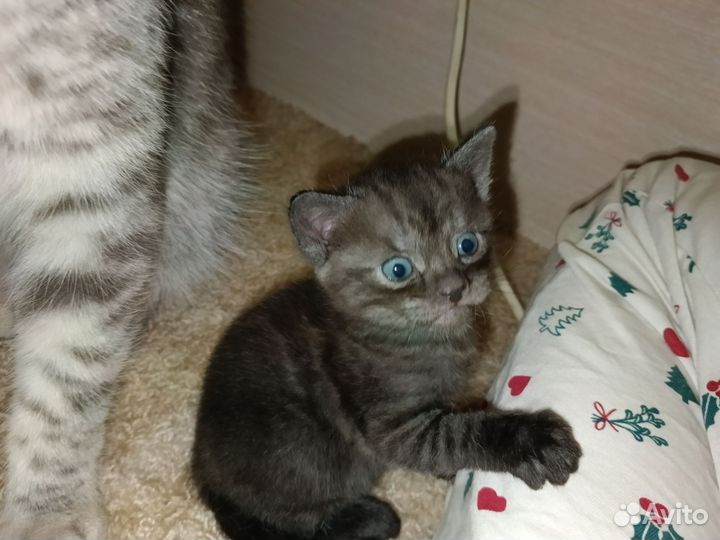 Британский котенок