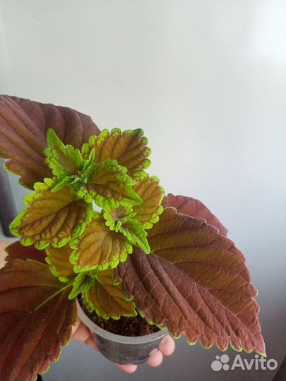 Колеусы сортовые