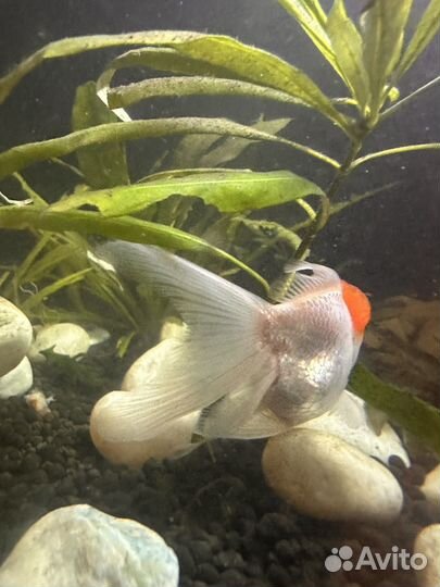 Золотая рыбка оранда