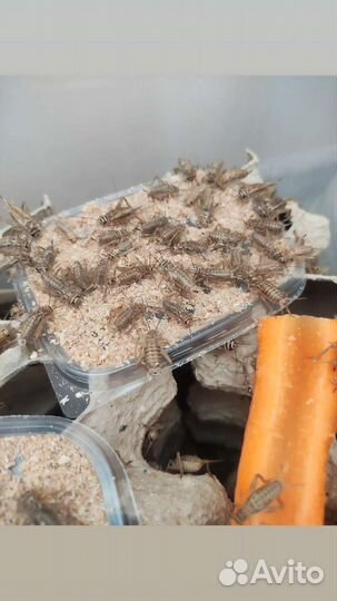 Сверчки живые. Живой корм. Сверчковая пыль