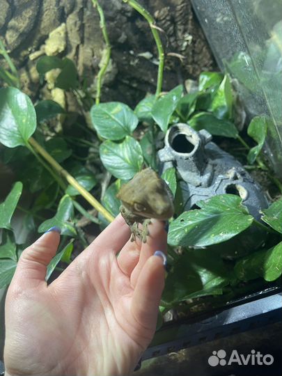 Самка реснитчатого бананоеда