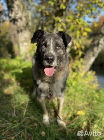 Собака в добрые руки приют Ильинка