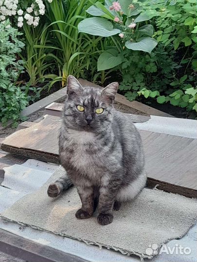 Кошка в дар бесплатно