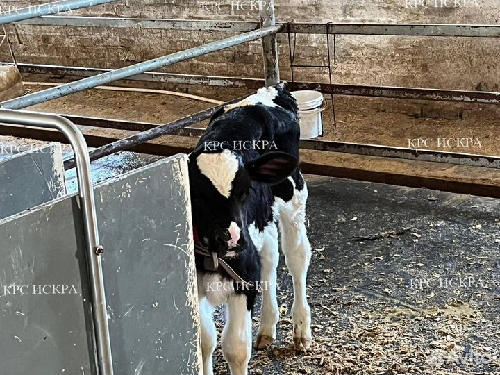 Бычки и телки