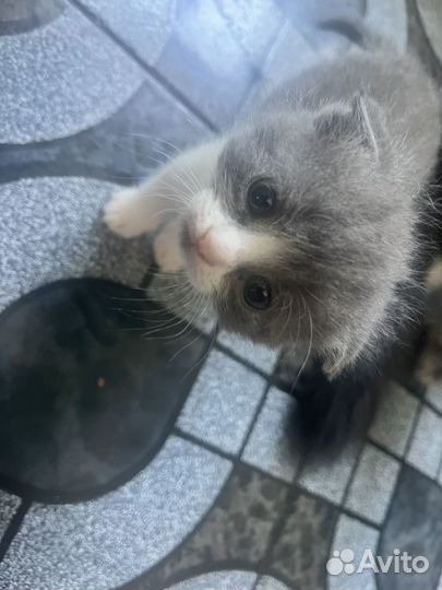 Вислоухие котята в добрые руки