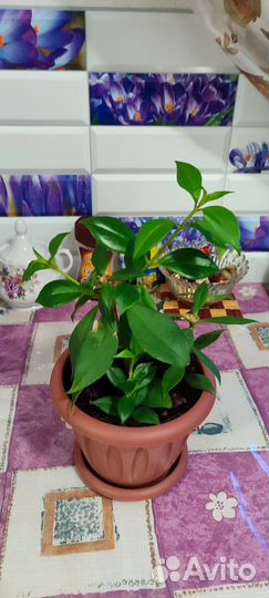 Комнатные цветы