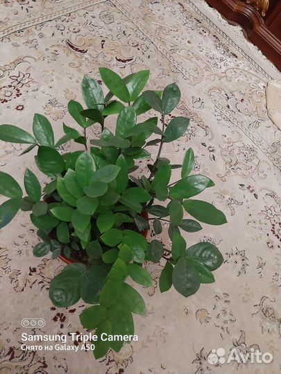 Замиокулькас