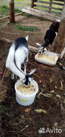 Козы дойные