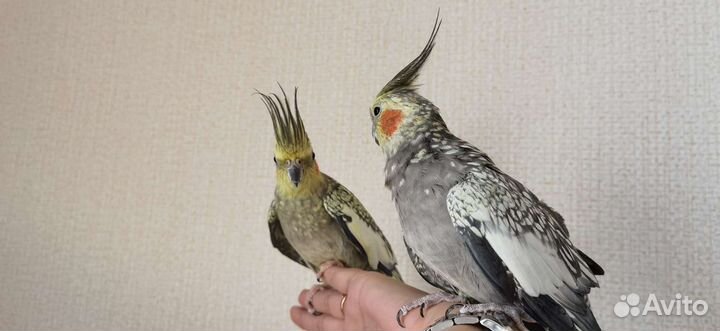 Корелла с клеткой