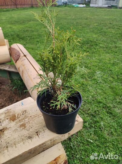 Туя западная Смарагд (Smaragd) в горшке