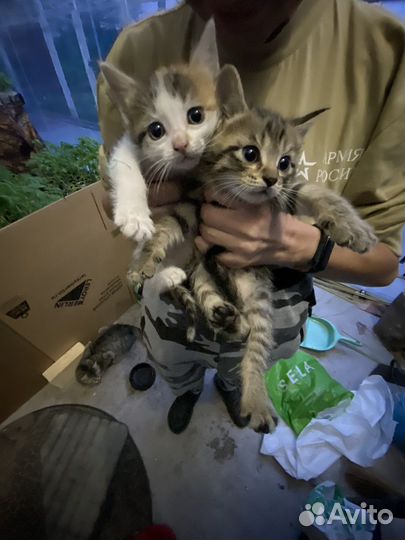 Котята в добрые руки