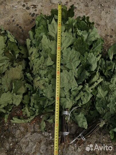 Веники для бани