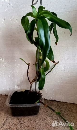 Золотой Ус - эликсир молодости