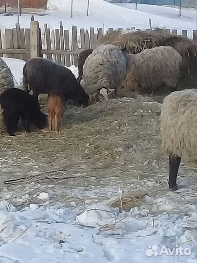 Овцы и тёлочка