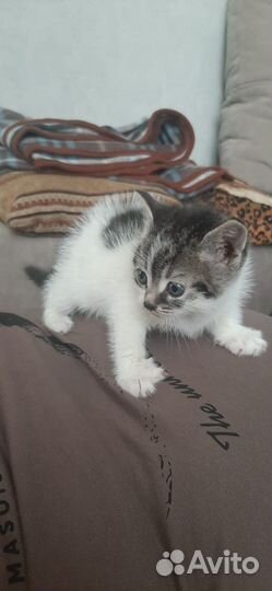 Котенок домашний