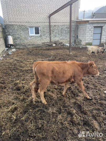 Корова и телёнок