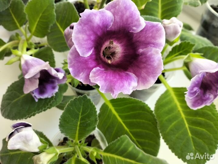 Глоксиния цветущая