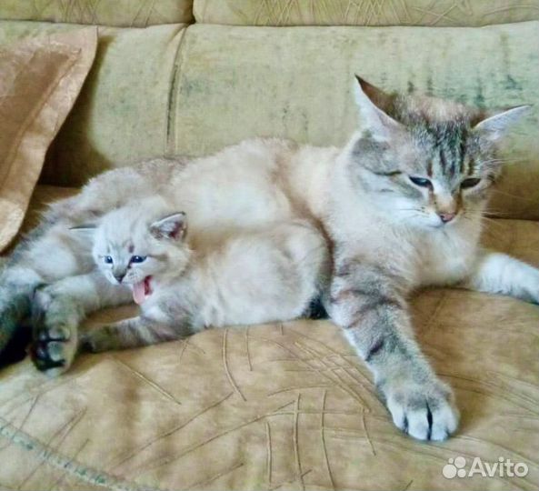 Котенок