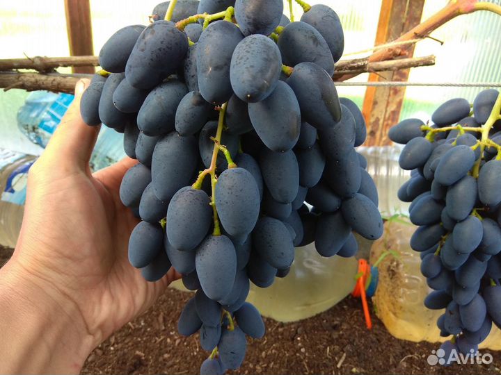 Виноград саженцы