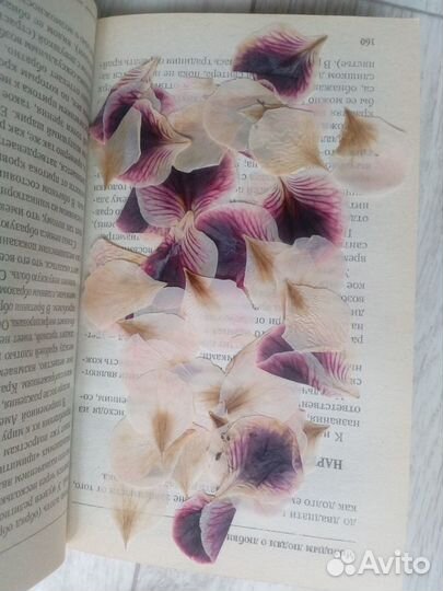 Гербарий Анютины глазки листья сухие