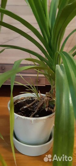 Панданус. Винтовая пальма