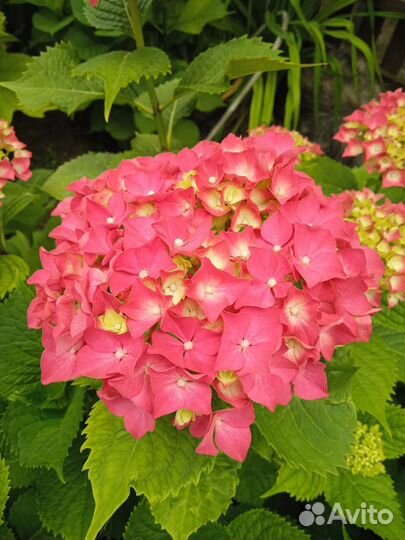 Гортензия саженцы